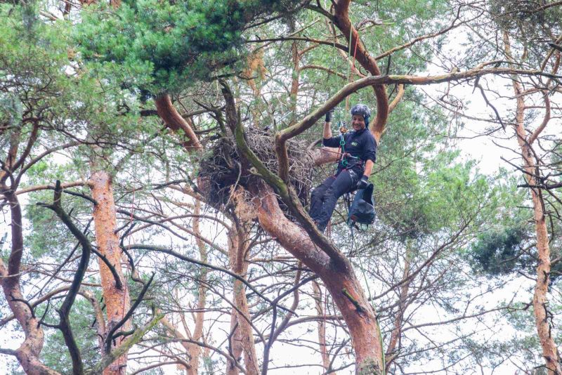 Arborysta siedzący w koronie sosny podczas prac pielęgnacyjnych