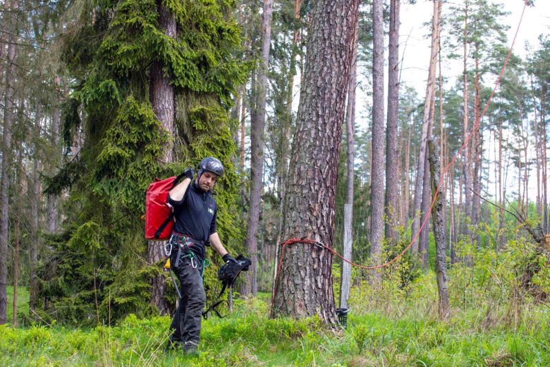 Arborysta przygotowujący stanowisko linowe przy drzewie