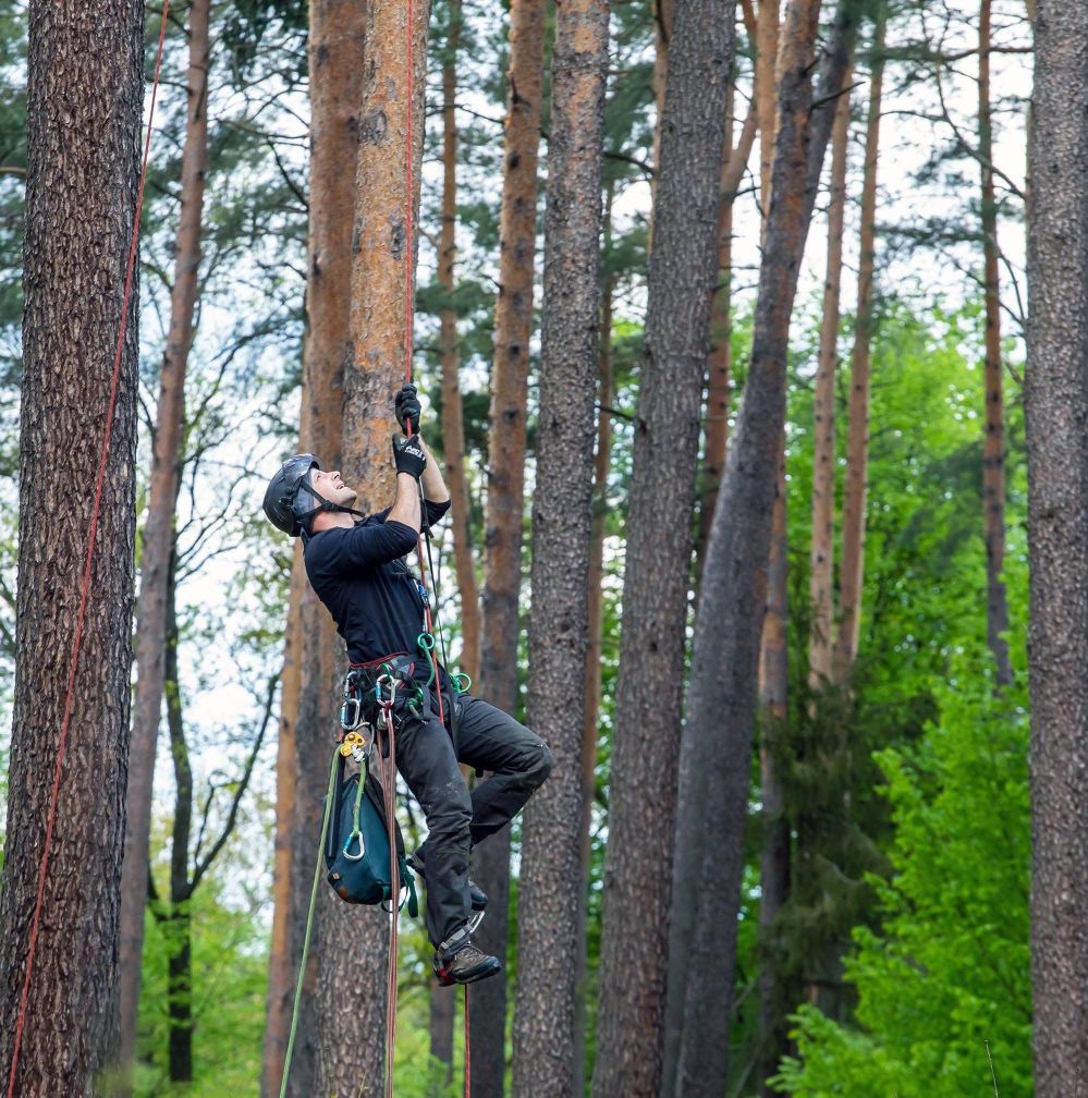Arborysta wspinający się po linie wśród pni drzew