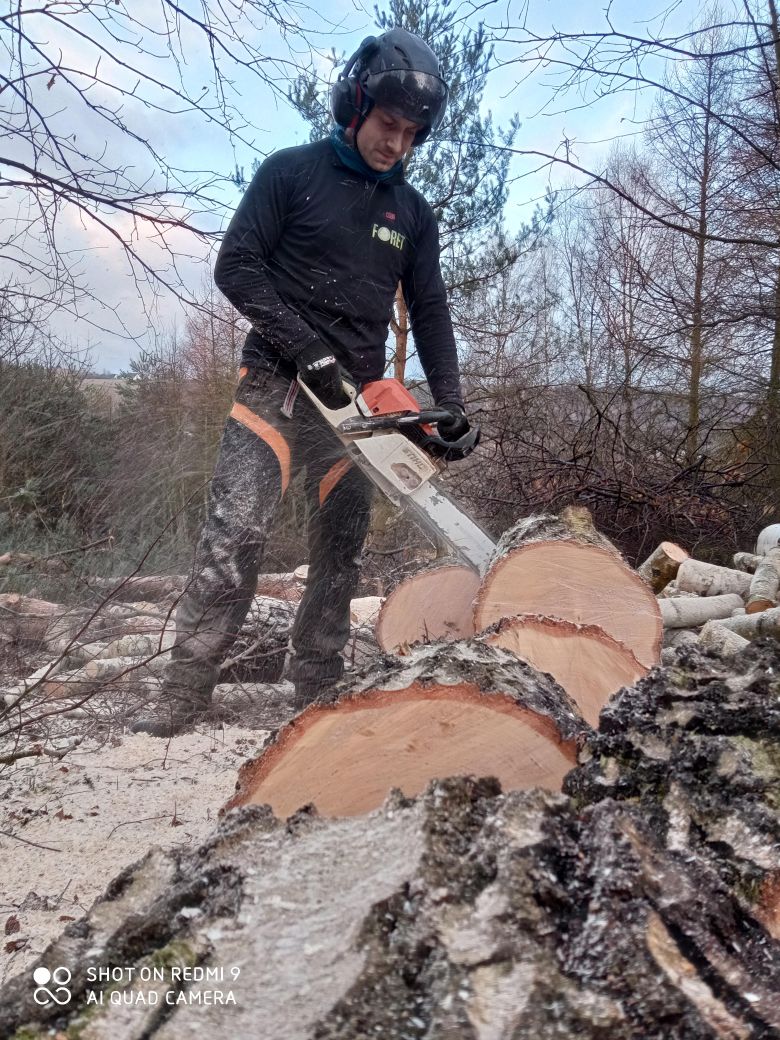 Arborysta tnący drewno piłą spalinową podczas wycinki drzewa
